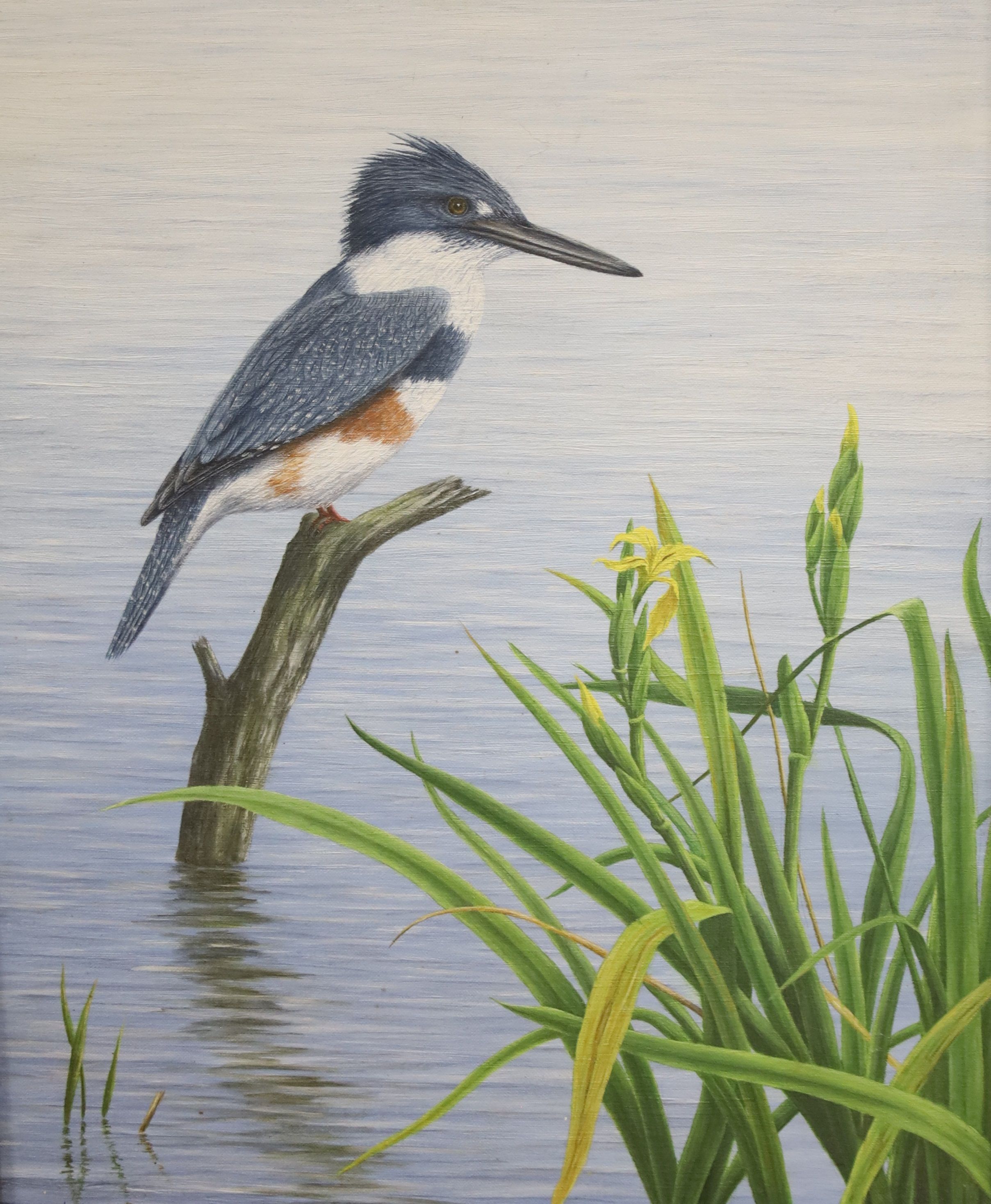 Geoffrey Campbell Black, oil on canvas, Kingfisher, signed, 50 x 40cm.